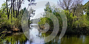 Lake of Hostens water trees pines reflexion in Gironde france