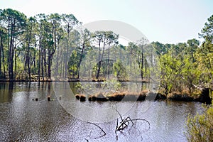 Lake of Hostens water trees reflexion and island in Gironde france