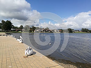 Lake Illawarra @ Oak Flats