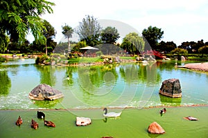 Lake Japan Garden La Serena Chile