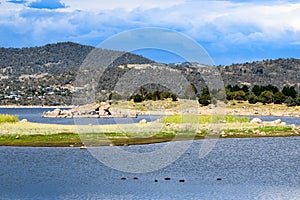 Lake Jindabyne foreshore in Australia. Six ducks in foreground. photo