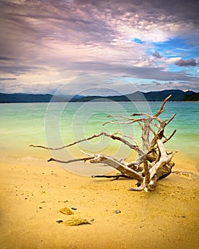 Lake Jocassee Beach with Driftwood Landscape