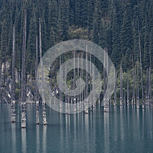 Lake Kaindy. Dead trees over the lake. Against the backdrop of fir trees.