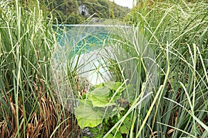 Lake Kaliderovac behind grass and other water plants on Plitvicka Jezera in Croatia