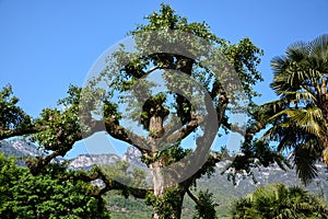 Tree at the Lake Kaltern, South Tyrol, Italy photo