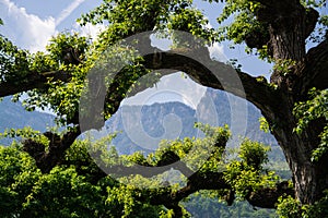 Tree at the Lake Kaltern, South Tyrol, Italy photo