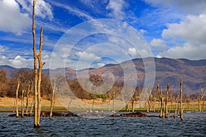 Lake Kariba. Dead trees and reflection of the sky, Zambezi river, Zimbabwe, Africa. Water with trees, sunny day with blue sky and