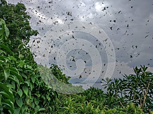 Lake Kivu, Rwanda africa