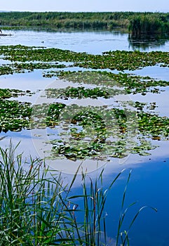 Lake Kugurluy overgrown with aquatic vegetation and white water lily, Ukraine