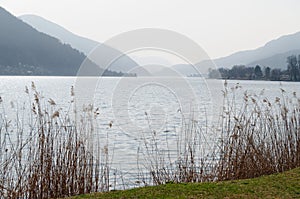 Lake Lago di Lugano, Switzerland, with dry reeds and mountains photo