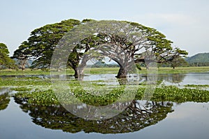 Lake landscape - gigantic trees with water reflection