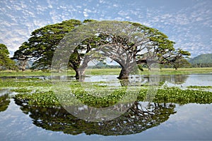 Lake landscape - gigantic trees with water reflection