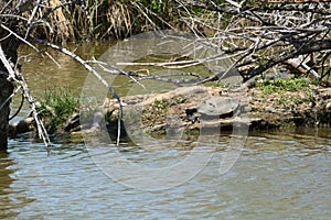 Lake landscape with turtle on island
