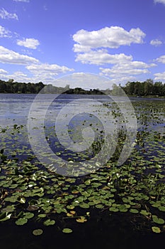 Lake with Lily Pads