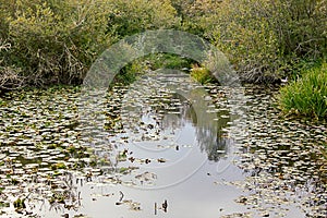 lake with lily pads floating of the surface