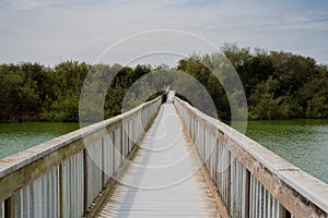 Lake, and long wooden boardwalk through the lake. Marsh plants, bushes, green forest, and cloudy sky