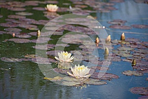 Lake with a lot of pale yellow water lily flowers,   buds  and with violet round leaves