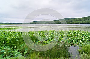 Lake with lotus flowers Komarova