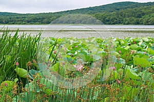 Lake with lotus flowers Komarova