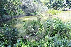 Lake with lotus plants.