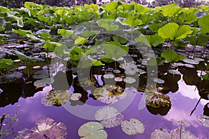 A lake with lotus, waterlily