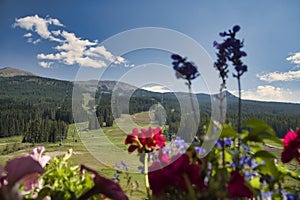 Lake Louise Ski slope in the summertime.   Banff National Park,  AB Canada