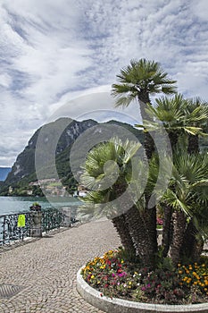 Lake Lugano - summer in Switzerland - palm trees.