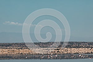 Lake Magadi Flamingo Pink Hot Springs Salt Nature Fauna Landscapes In Great Rift Valley Kajiado County Kenya East Africa.