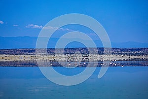 Lake Magadi Flamingo Pink Hot Springs Salt Nature Fauna Landscapes In Great Rift Valley Kajiado County Kenya East Africa.