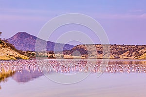 Lake Magadi Flamingo Pink Hot Springs Salt Nature Fauna Landscapes In Great Rift Valley Kajiado County Kenya East Africa.