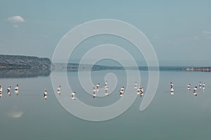 Lake Magadi Flamingo Pink Hot Springs Salt Nature Fauna Landscapes In Great Rift Valley Kajiado County Kenya East Africa.