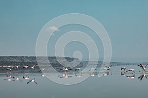 Lake Magadi Flamingo Pink Hot Springs Salt Nature Fauna Landscapes In Great Rift Valley Kajiado County Kenya East Africa.