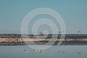 Lake Magadi Flamingo Pink Hot Springs Salt Nature Fauna Landscapes In Great Rift Valley Kajiado County Kenya East Africa.