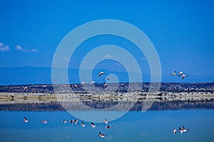 Lake Magadi Flamingo Pink Hot Springs Salt Nature Fauna Landscapes In Great Rift Valley Kajiado County Kenya East Africa.