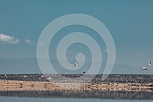 Lake Magadi Flamingo Pink Hot Springs Salt Nature Fauna Landscapes In Great Rift Valley Kajiado County Kenya East Africa.