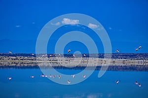 Lake Magadi Flamingo Pink Hot Springs Salt Nature Fauna Landscapes In Great Rift Valley Kajiado County Kenya East Africa.