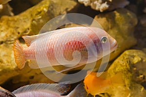 Lake Malawi cichlid fish Maylandia estherae in pseudo marine aquarium with stones background, beautiful freshwater aqua design