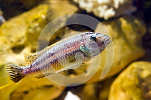 Lake Malawi Maingano cichlid, mbuna Melanochromis fish species in pseudo marine aquarium with natural looking stone background