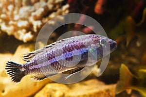 Lake Malawi Maingano cichlid, mbuna Melanochromis fish species in pseudo marine aquarium with natural looking stone background