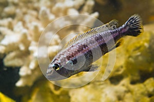 Lake Malawi Maingano cichlid, mbuna Melanochromis fish species in pseudo marine aquarium with natural looking stone background