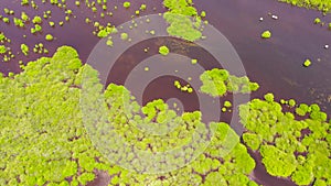 Lake with mangroves on the island of Mindanao, Philippines.