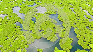 Lake with mangroves on the island of Mindanao, Philippines.