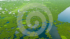 Lake with mangroves on the island of Mindanao, Philippines.