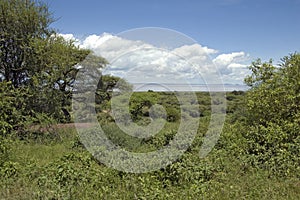 Lake Manyara photo