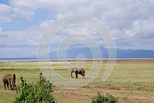 Lake Manyara: elephants and giraffes photo