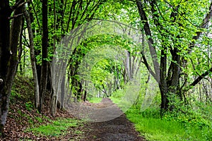 Lake Marburg Hiking Trails in Codorus State park in Hanover, Pen