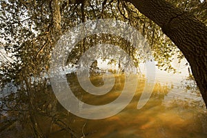 Lake Marion shoreline in Santee National Wildlife Refuge, South