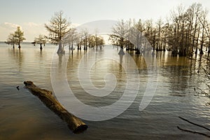 Lake Marion shoreline in Santee National Wildlife Refuge, South