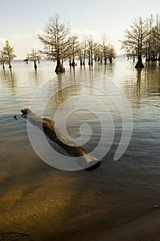 Lake Marion shoreline in Santee National Wildlife Refuge, South