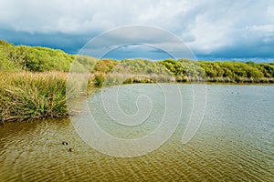 Lake, marsh plants and forest at the edge of the lake, and beautiful cloudy sky